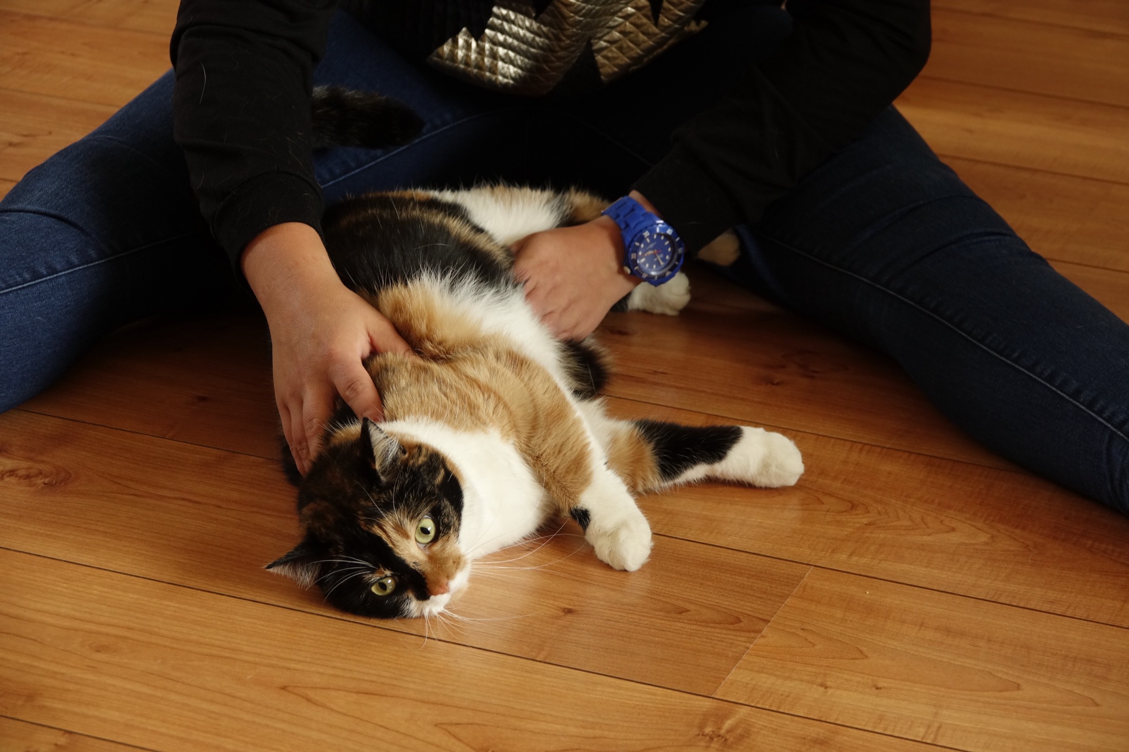 Wendy Kooi tijdens een rustig osteopathisch consult met een kat